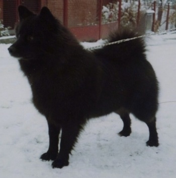 A fluffy black Giant German Spitz is standing outside in snow